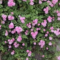 周月菊123头像