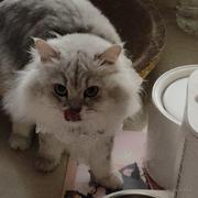 猛虎下山的个人资料头像