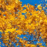 自由龙井3v5头像