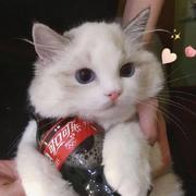 meng兔的个人资料头像