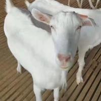 多才多艺梦幻晚风头像