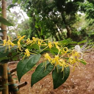 金银花头像