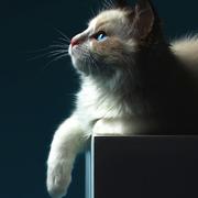 ReminderFish的个人资料头像