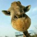 白头翁同志的个人资料头像