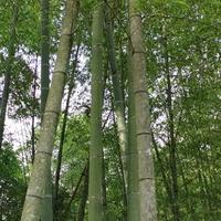 坦克500新提车头像