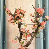 轩绿植生活头像