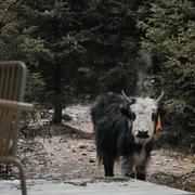 死亡爵士叫小番的个人资料头像