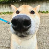 铁板烧青菜头像