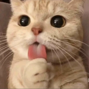 想喝玉米鸡蛋排骨汤的个人资料头像