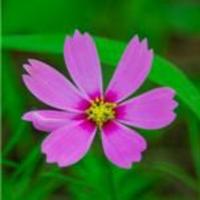 黄河奔流不复还头像