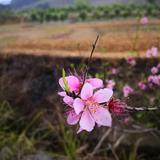 a梅花K头像