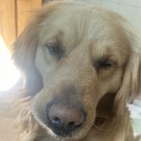 魔法麻酱666头像