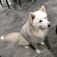 Q头像