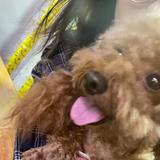 Ruohan82头像