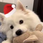 jamieshui的个人资料头像