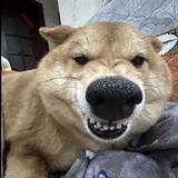 程橙莫得了头像