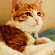 田森林的个人资料头像