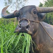 biubiubiu王大锤的个人资料头像