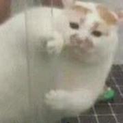 yq121的个人资料头像