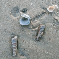 62851463337fbbml头像