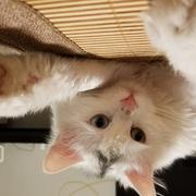 自游的个人资料头像