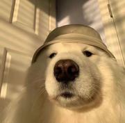 野CC的个人资料头像