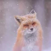 风起51的个人资料头像