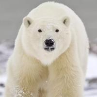 修罗驭心司头像