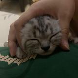 是大嘴吖头像