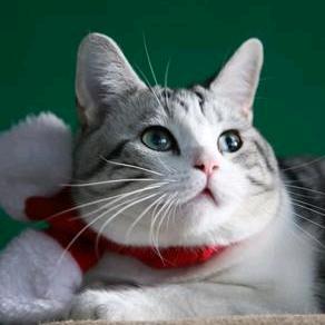 搂猫睡头像