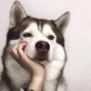 斯登的个人资料头像