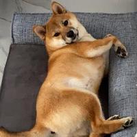 绿藤李成阳头像