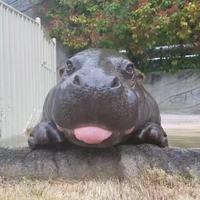 河马🦛头像