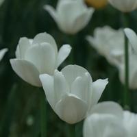 未来奔驰s600车主头像