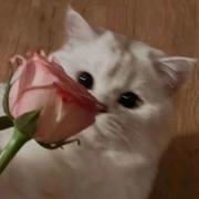 PursuitofHappiness的个人资料头像