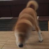 大橘已定30头像