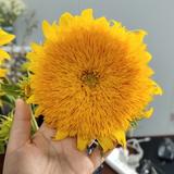 用户7839405841951头像