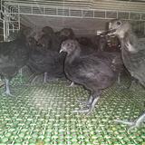 脱温乌骨鸡苗头像