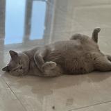 隔壁她家蛋卷头像