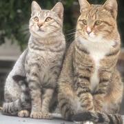 超子985的个人资料头像