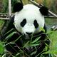 西红柿炒番茄457头像