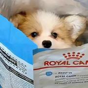 奥利奥小圣代的个人资料头像