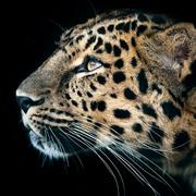 淡淡就是我36003的个人资料头像