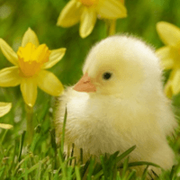 平凡如是的个人资料头像