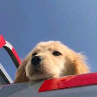 孤独的阿木木8P9E头像