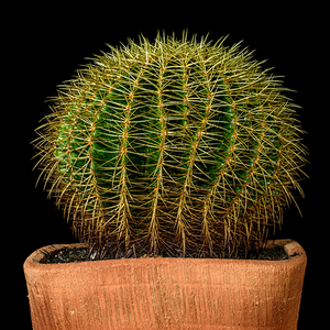 游乐场希拉里3R2头像