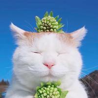 薯条吃太多头像