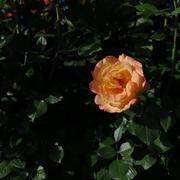 维c泡骗的个人资料头像