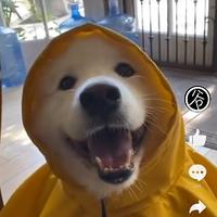 喜提标签儿好几枚头像