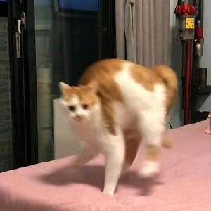 sankai头像
